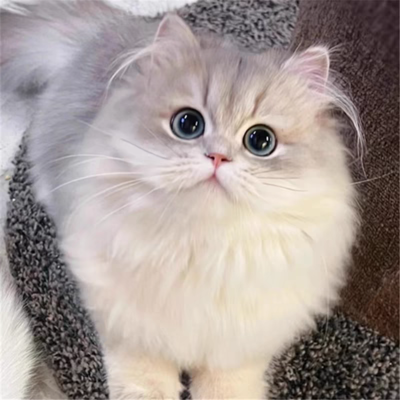 猫舍直销批发价格出售高地长毛猫